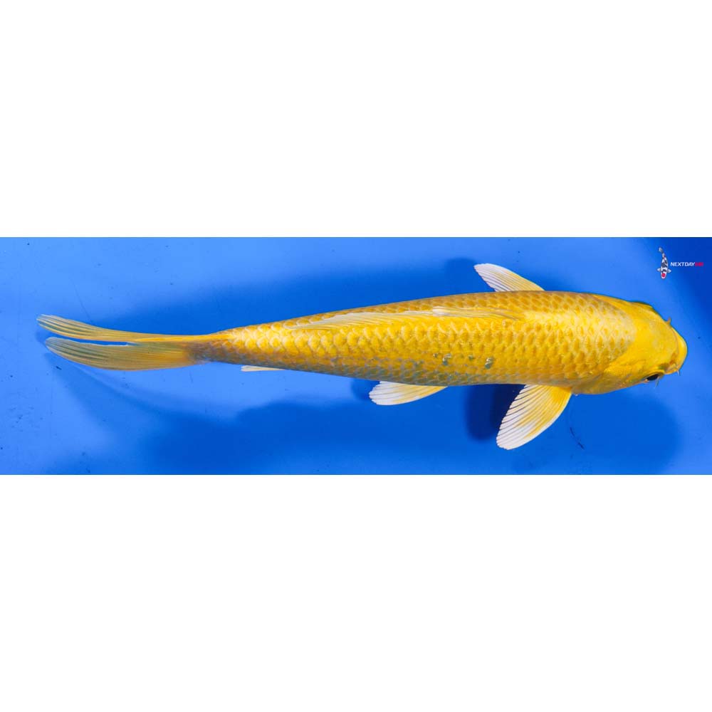 8” Imported Yamabuki Ogon