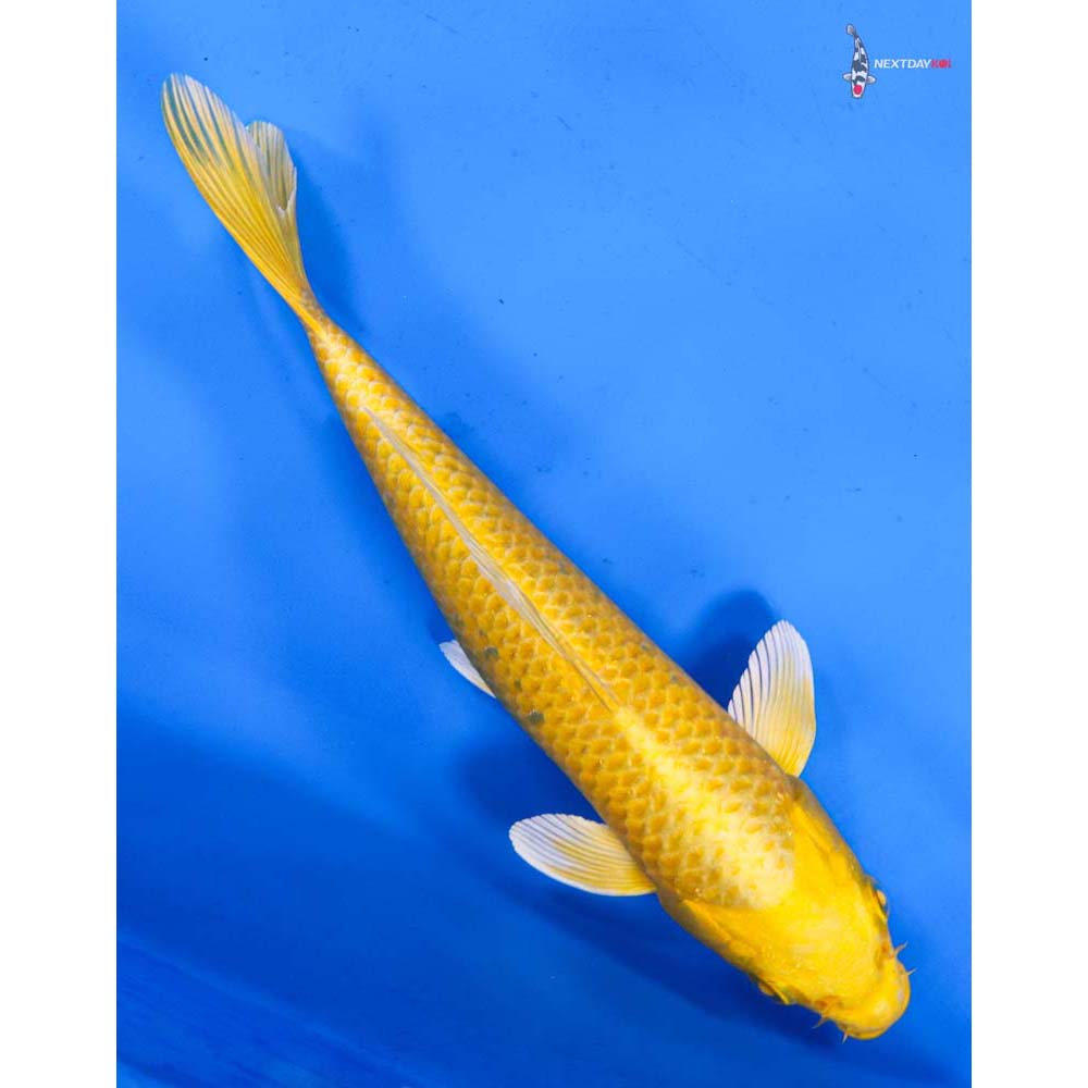 8” Imported Yamabuki Ogon