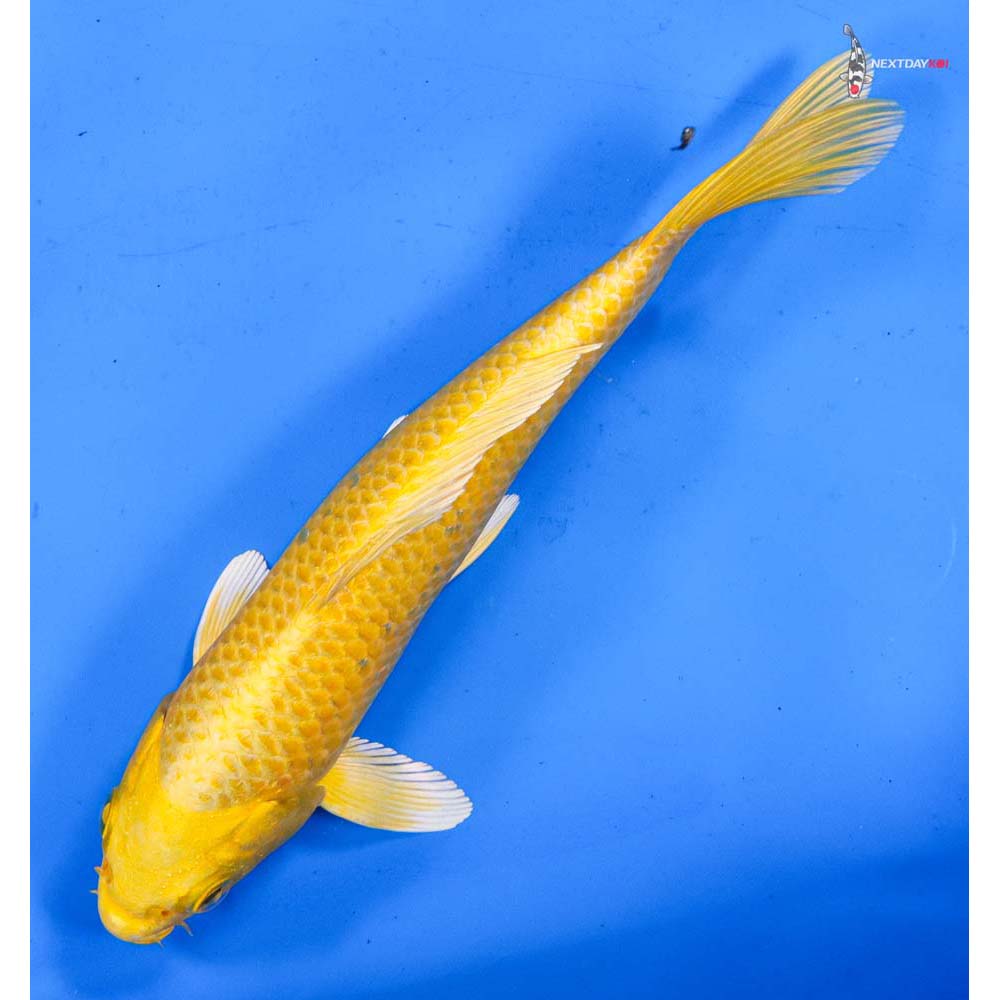 8” Imported Yamabuki Ogon