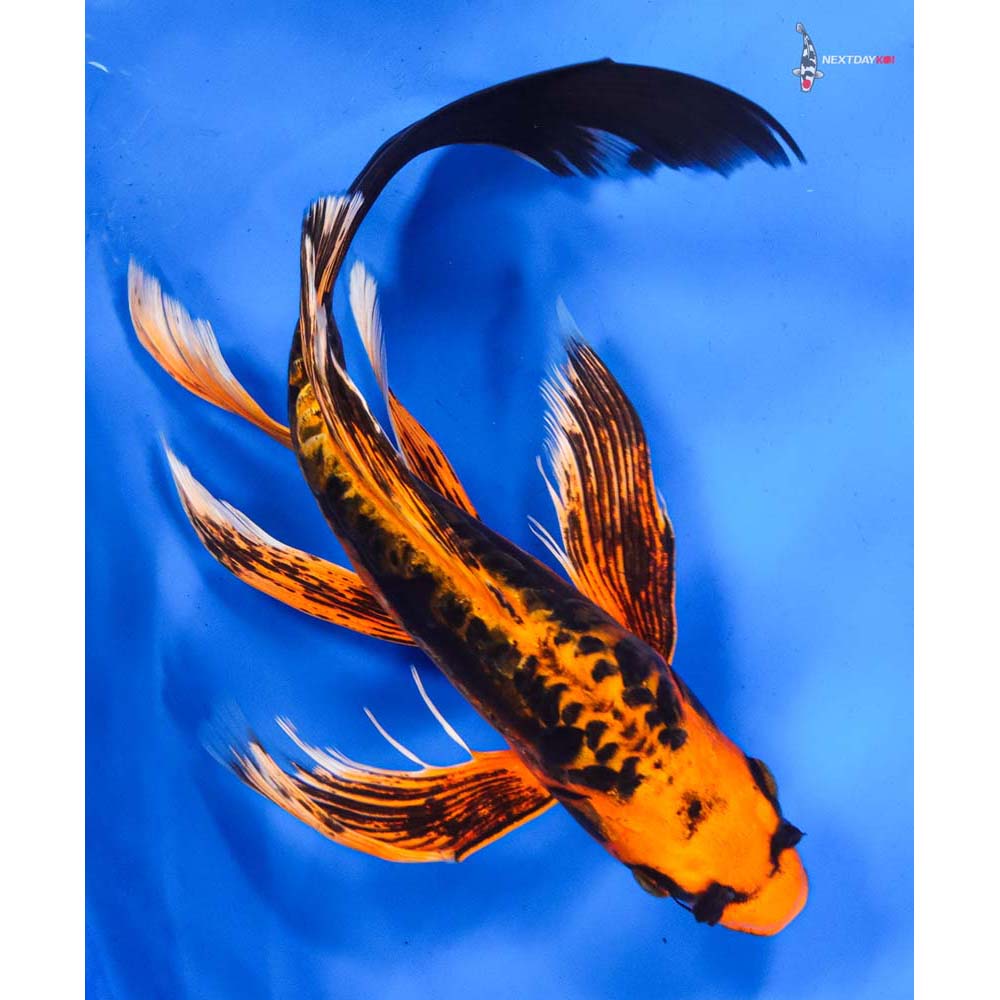 10.5” Imported Kin Kikokuryu Butterfly Koi