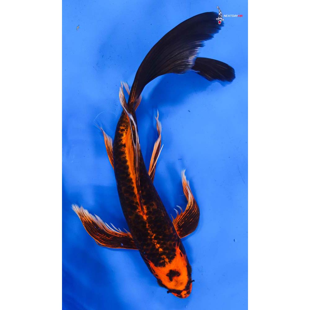 11” Imported Orenji Matsuba Butterfly Koi