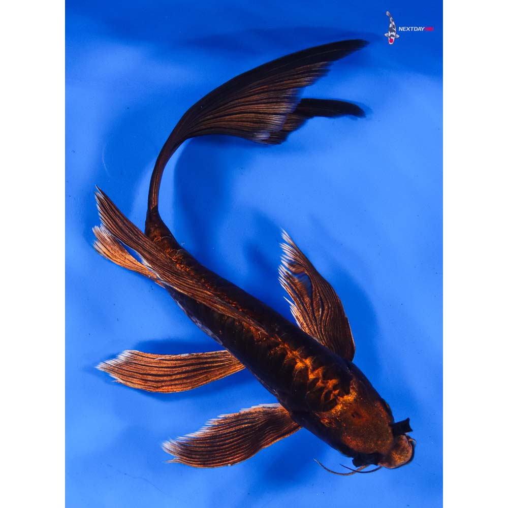 11” Imported Kin Kikokuryu Butterfly Koi