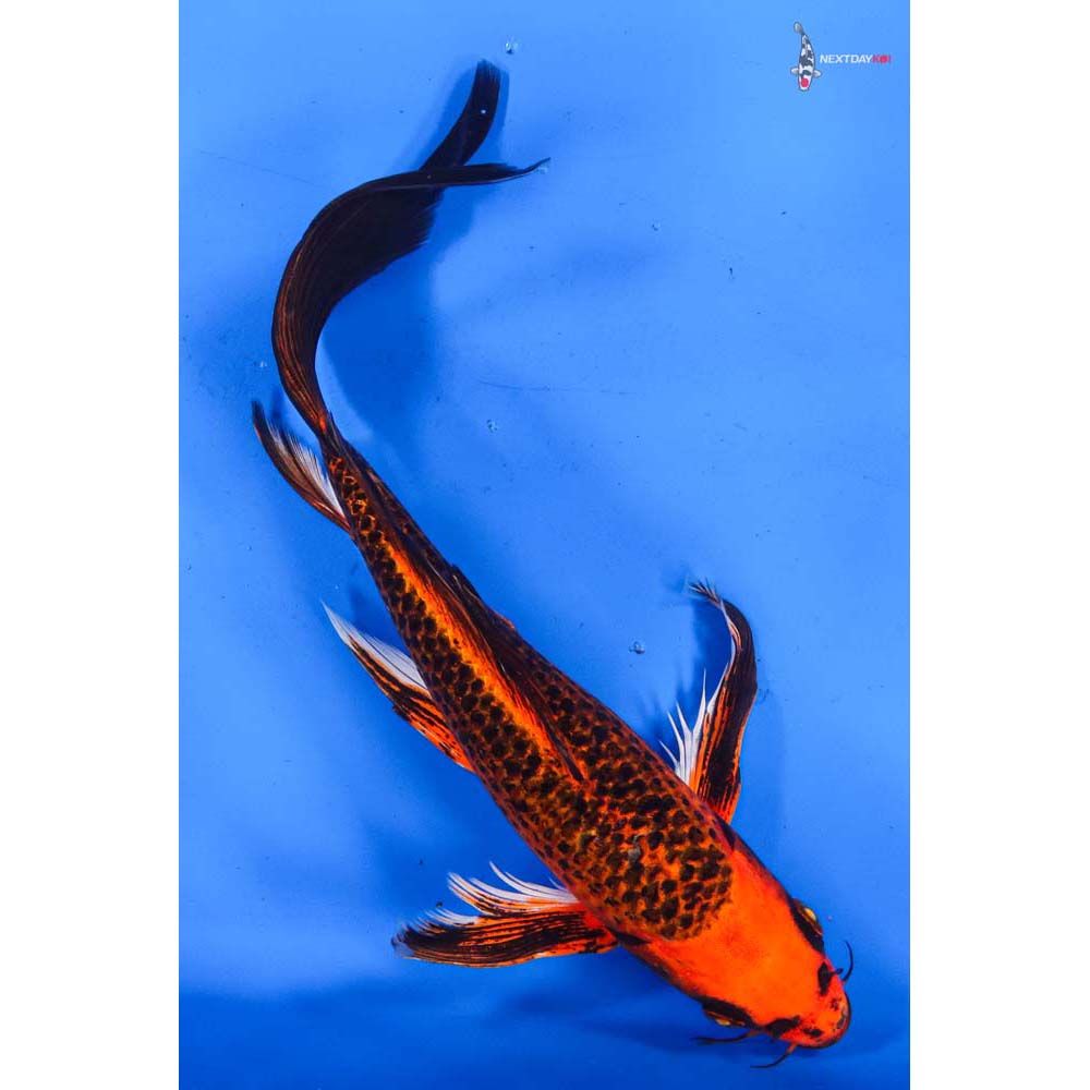 10.5” Imported Ochiba Shigure Butterfly Koi