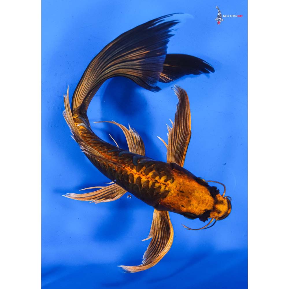 10.5” Imported Kin Kikokuryu Butterfly Koi