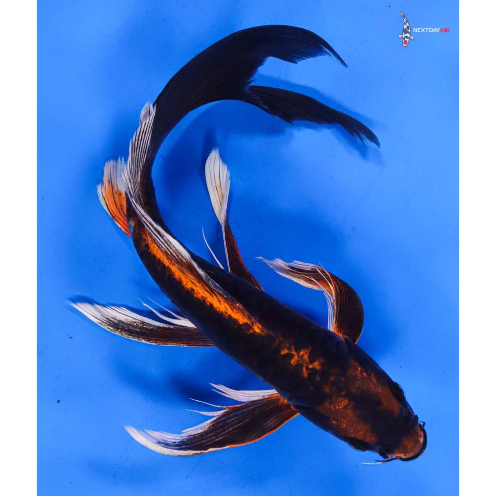 10.5” Imported Kin Kikokuryu Butterfly Koi