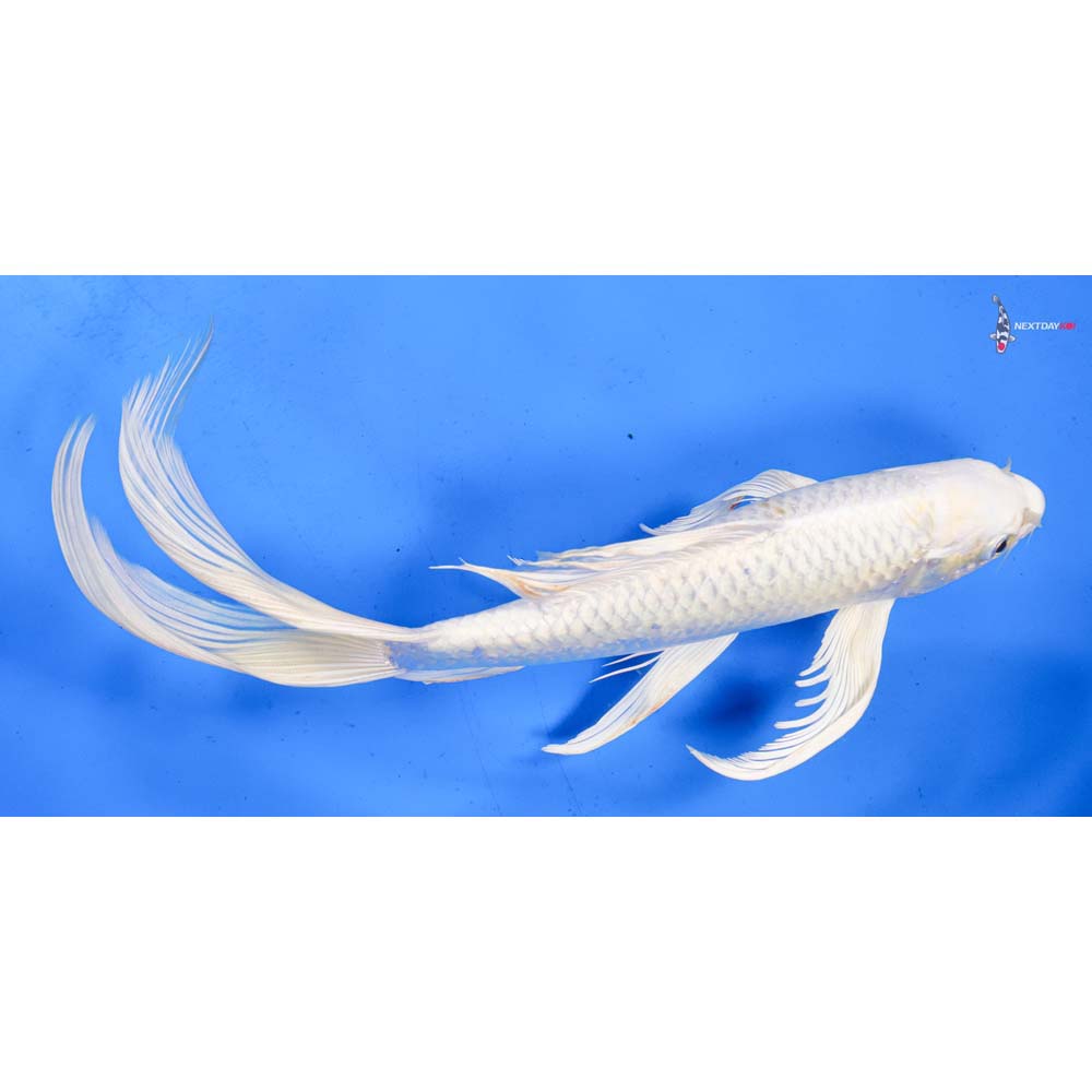 11” Imported Lemon Hariwake Butterfly Koi