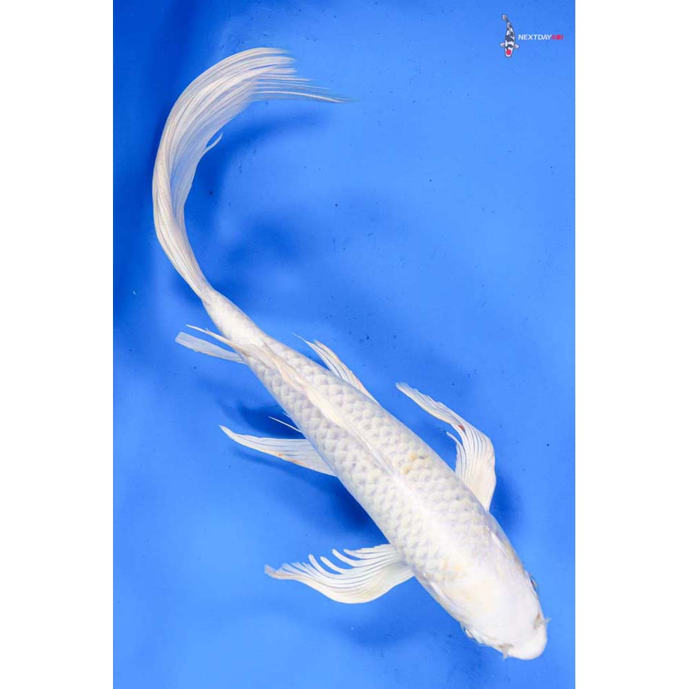 11” Imported Lemon Hariwake Butterfly Koi