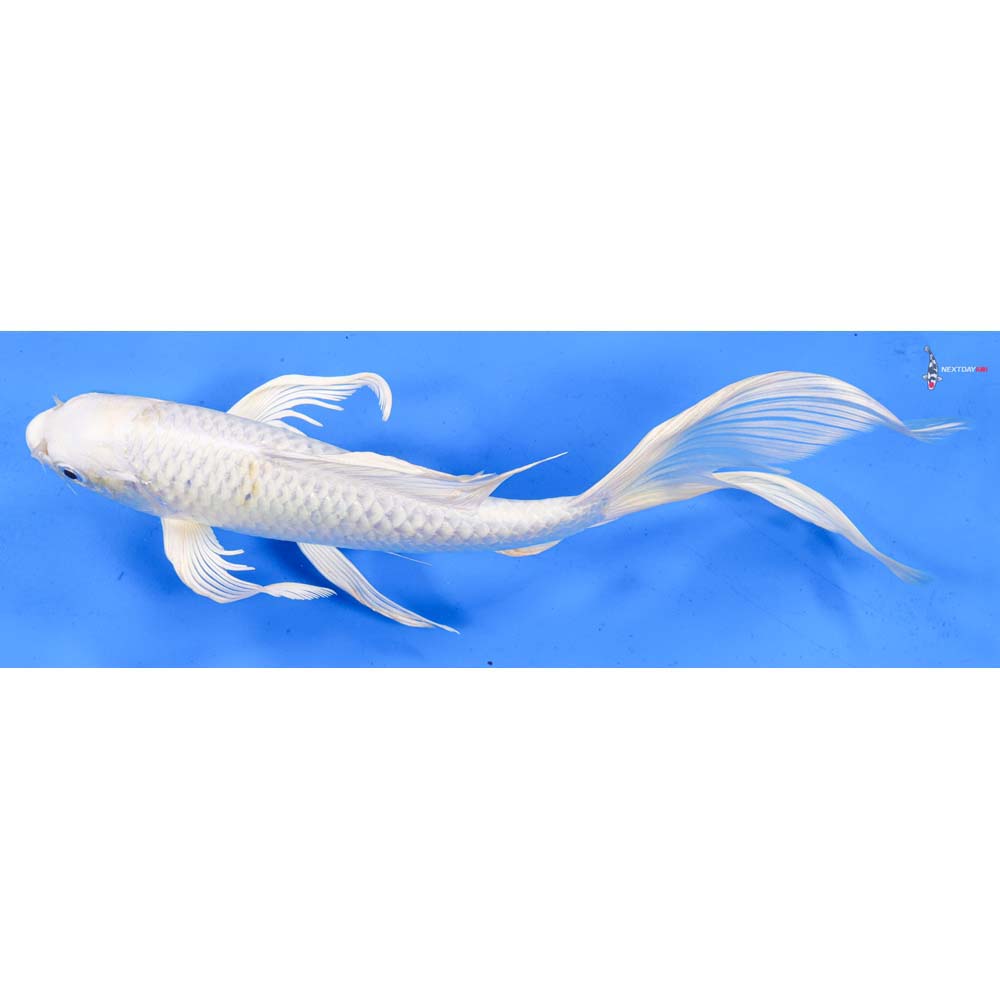 11” Imported Lemon Hariwake Butterfly Koi