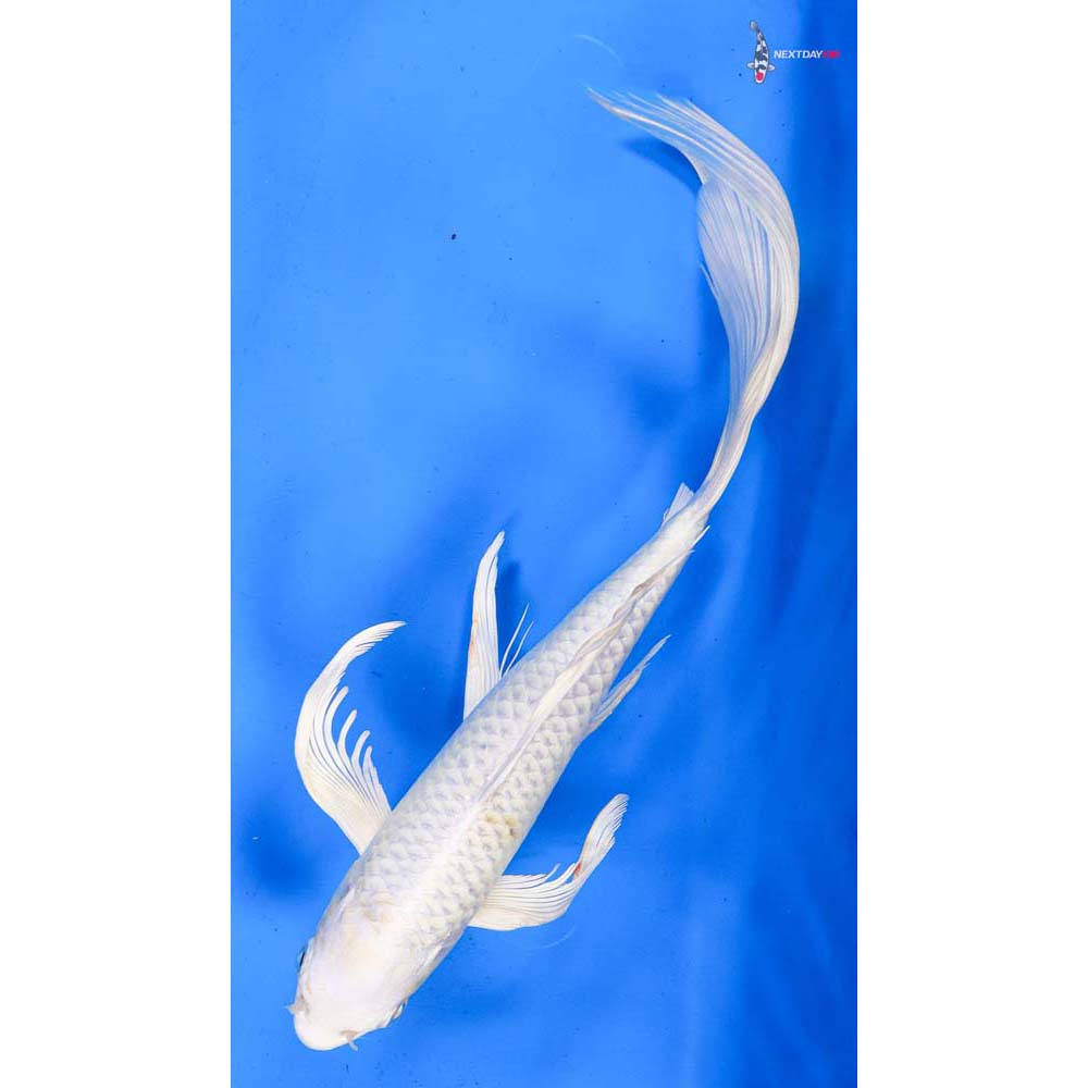 11” Imported Lemon Hariwake Butterfly Koi