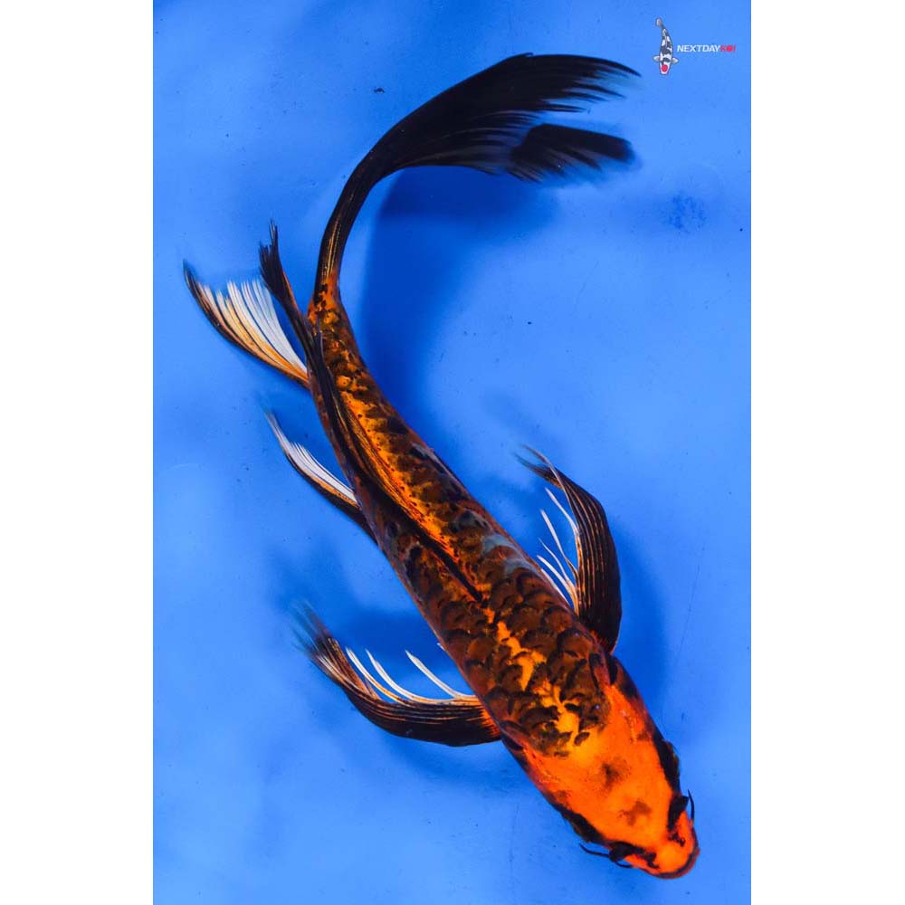 11” Imported Armor Scaled Orenji Matsuba Butterfly Koi
