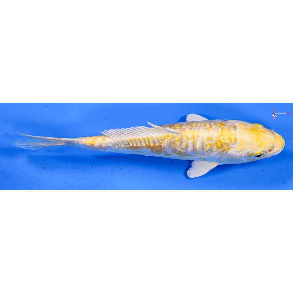 7” Imported Doitsu Gin Rin Lemon Hariwake