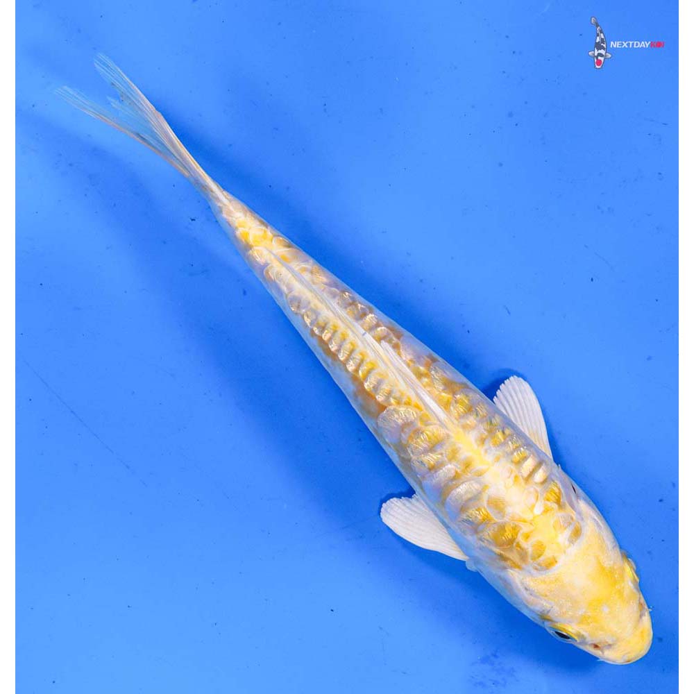 7” Imported Doitsu Gin Rin Lemon Hariwake