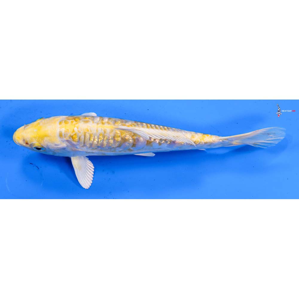 7” Imported Doitsu Gin Rin Lemon Hariwake
