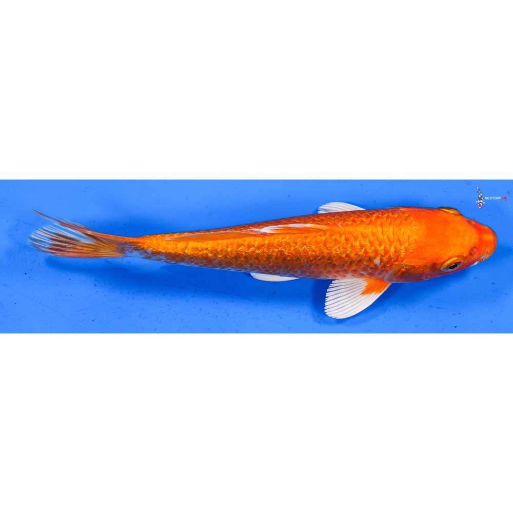 7” Imported Gin Rin Orenji Ogon