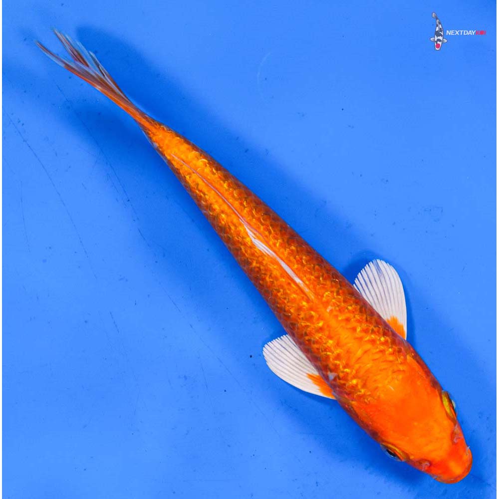 7” Imported Gin Rin Orenji Ogon