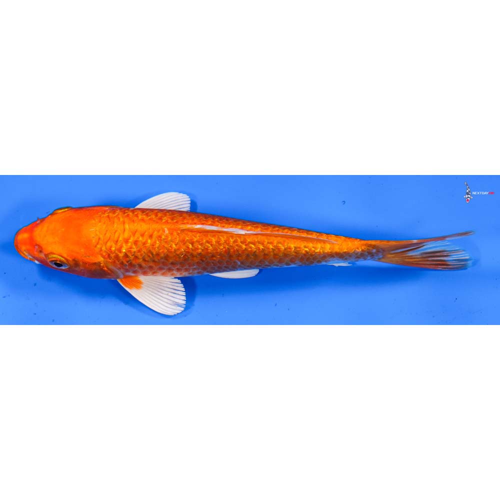 7” Imported Gin Rin Orenji Ogon