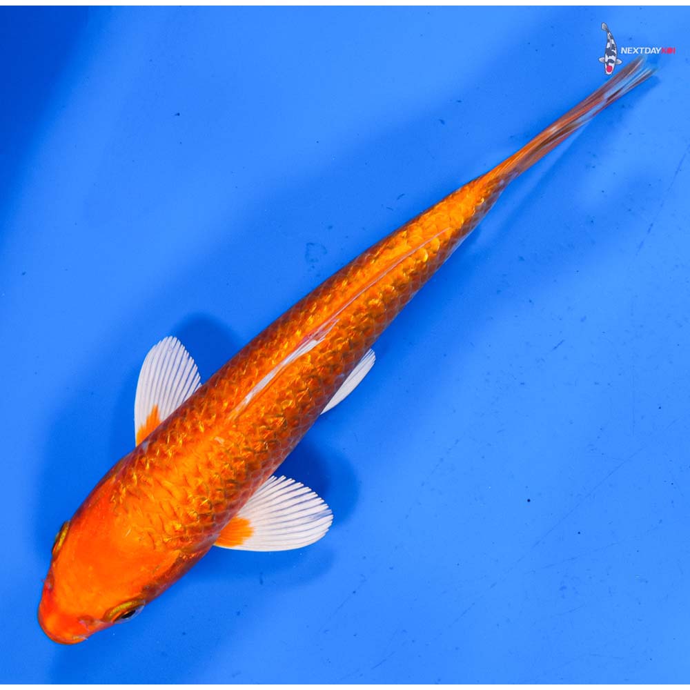 7” Imported Gin Rin Orenji Ogon