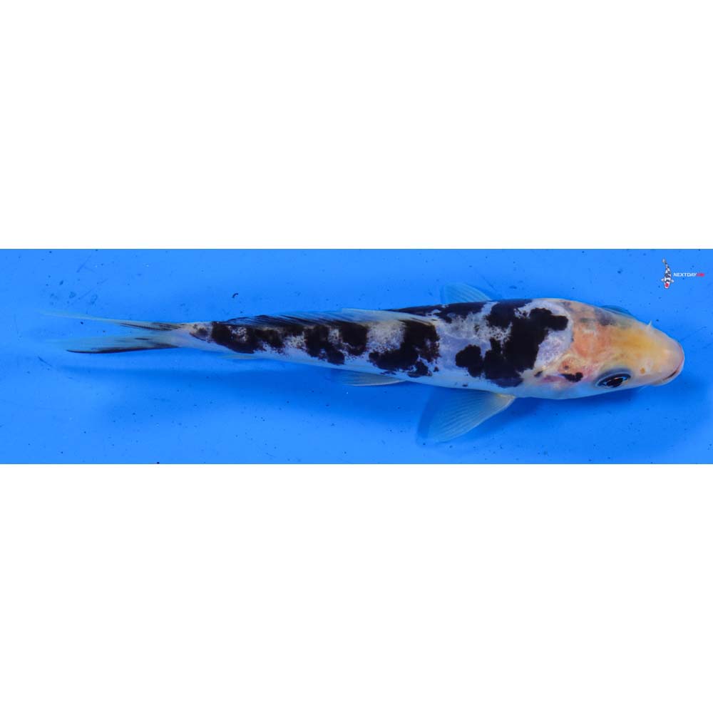 5” Imported Doitsu Shiro Bekko