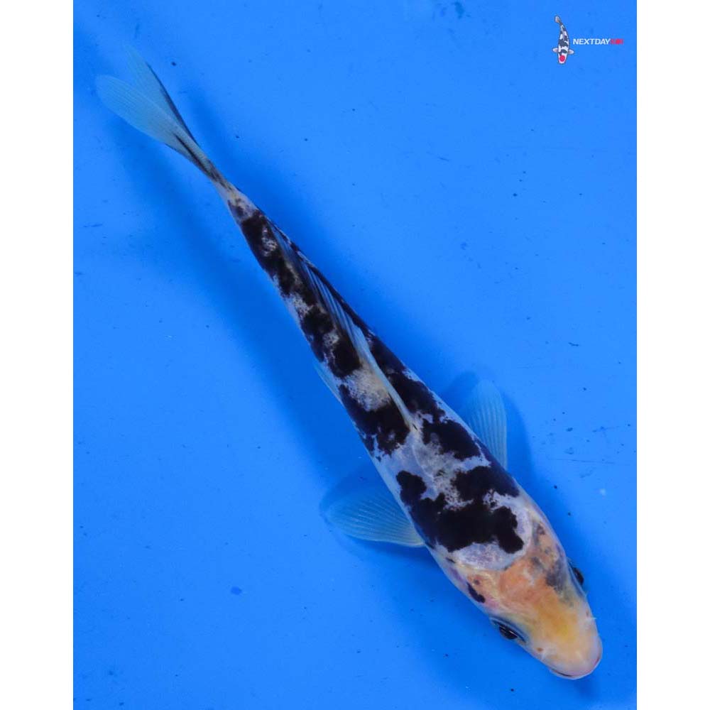 5” Imported Doitsu Shiro Bekko