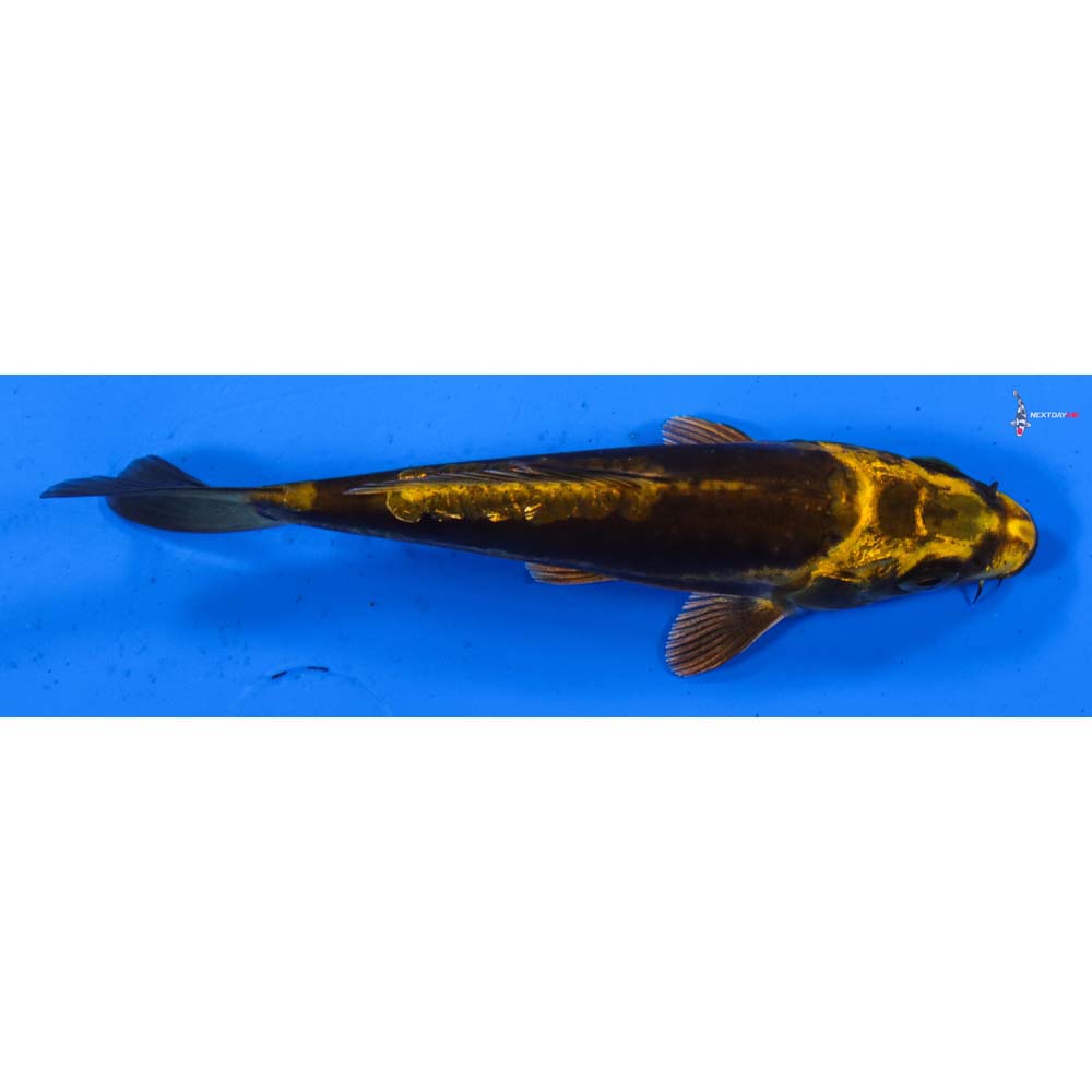 5” Imported Kin Kikokuryu