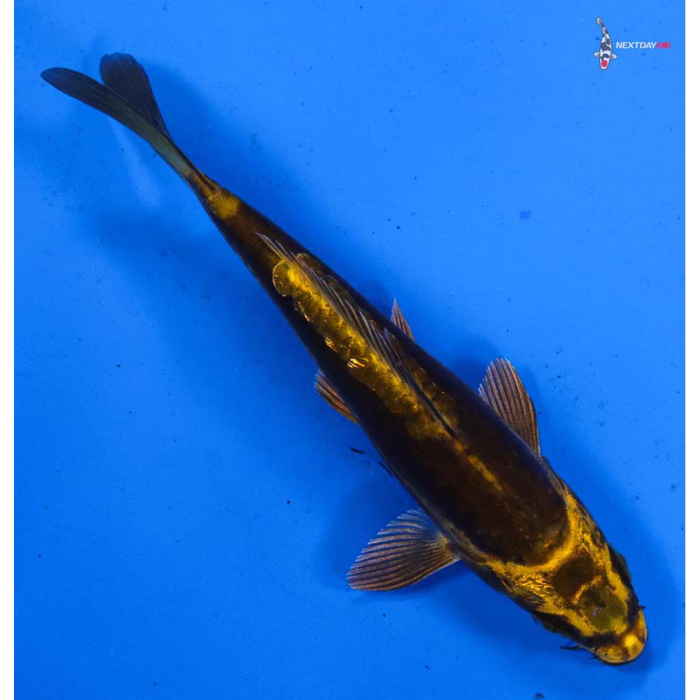 5” Imported Kin Kikokuryu