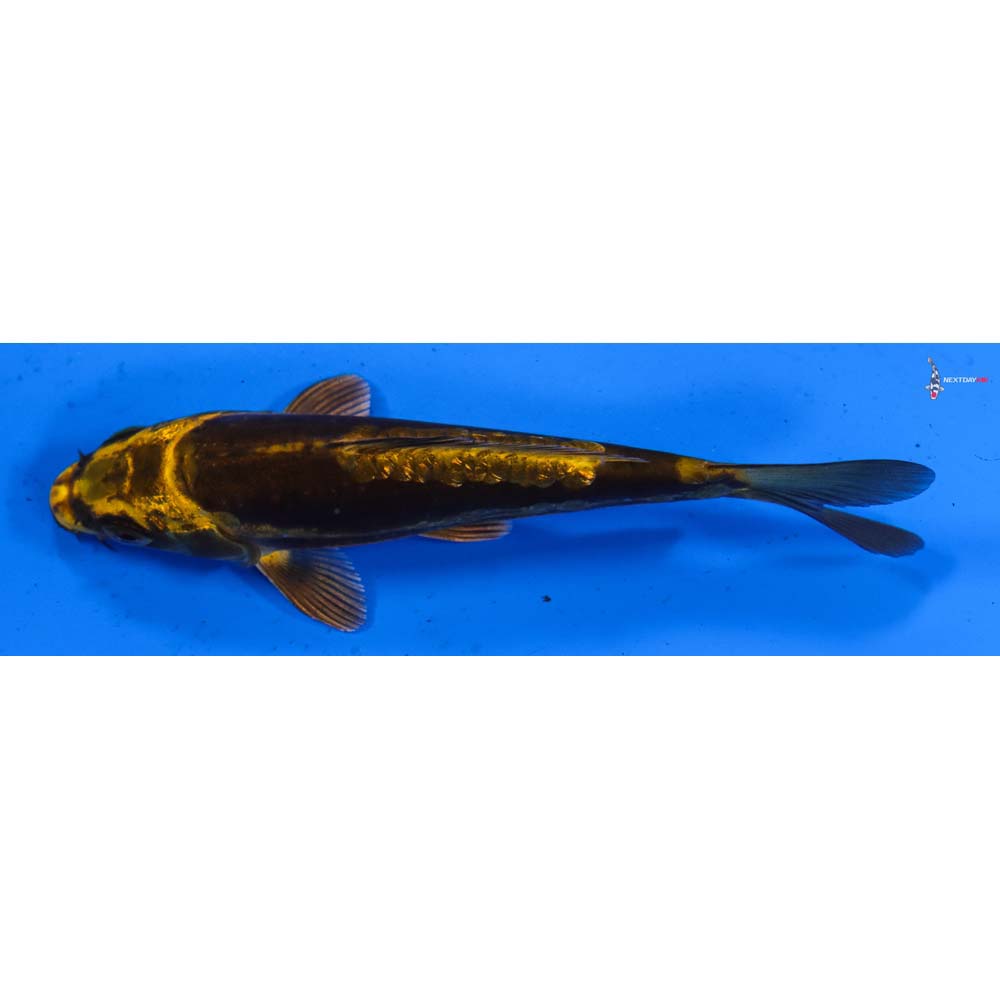 5” Imported Kin Kikokuryu