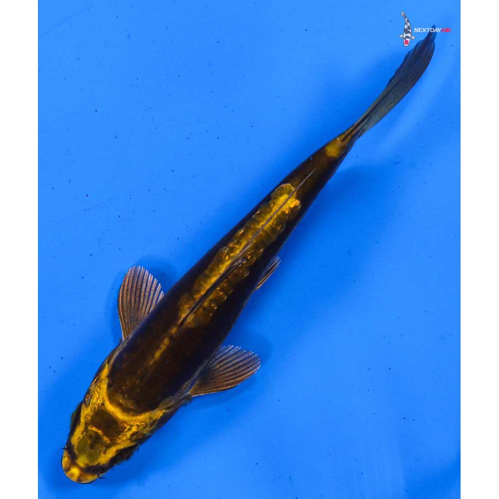5” Imported Kin Kikokuryu