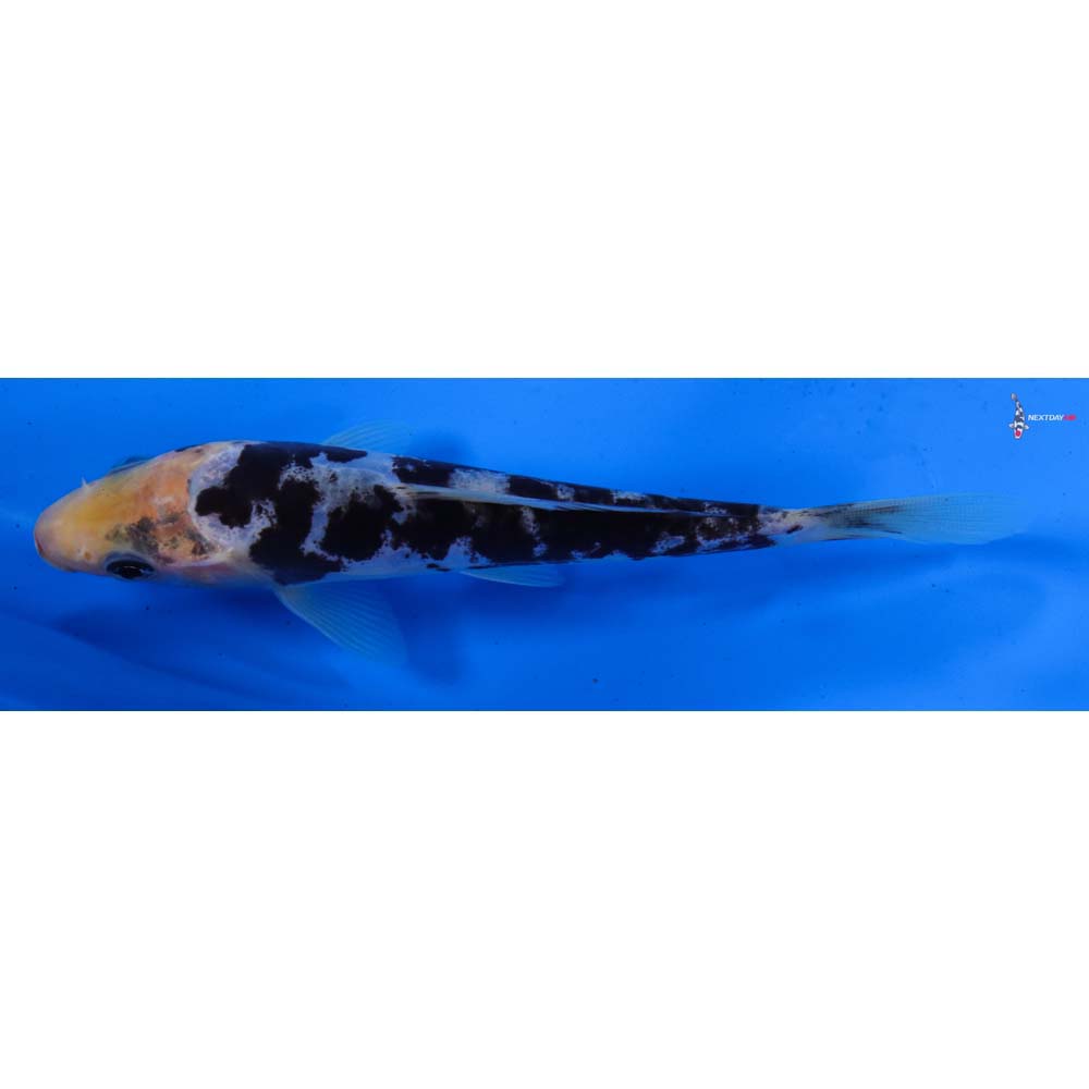 5” Imported Doitsu Shiro Bekko