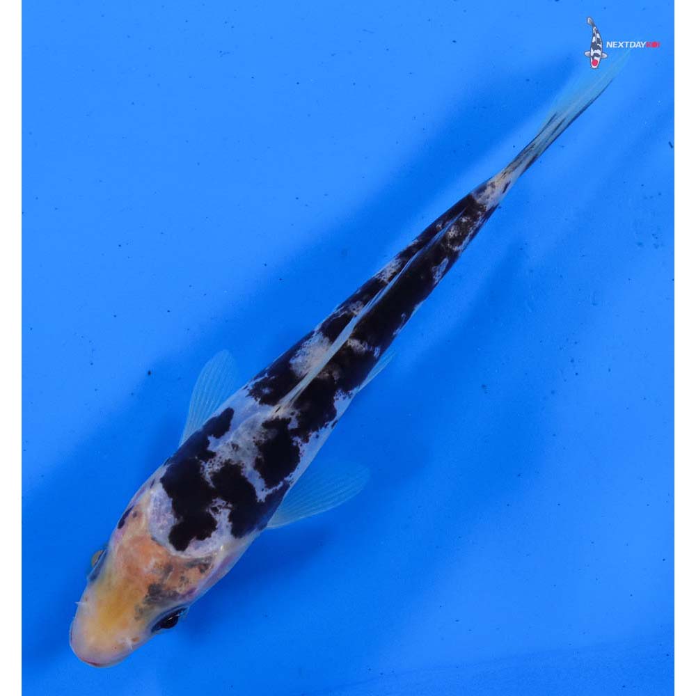 5” Imported Doitsu Shiro Bekko