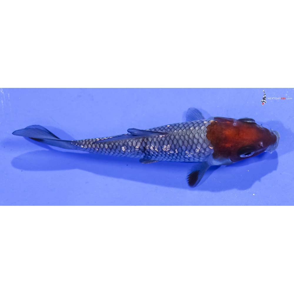 4” Imported Gin Rin Ochiba Shigure