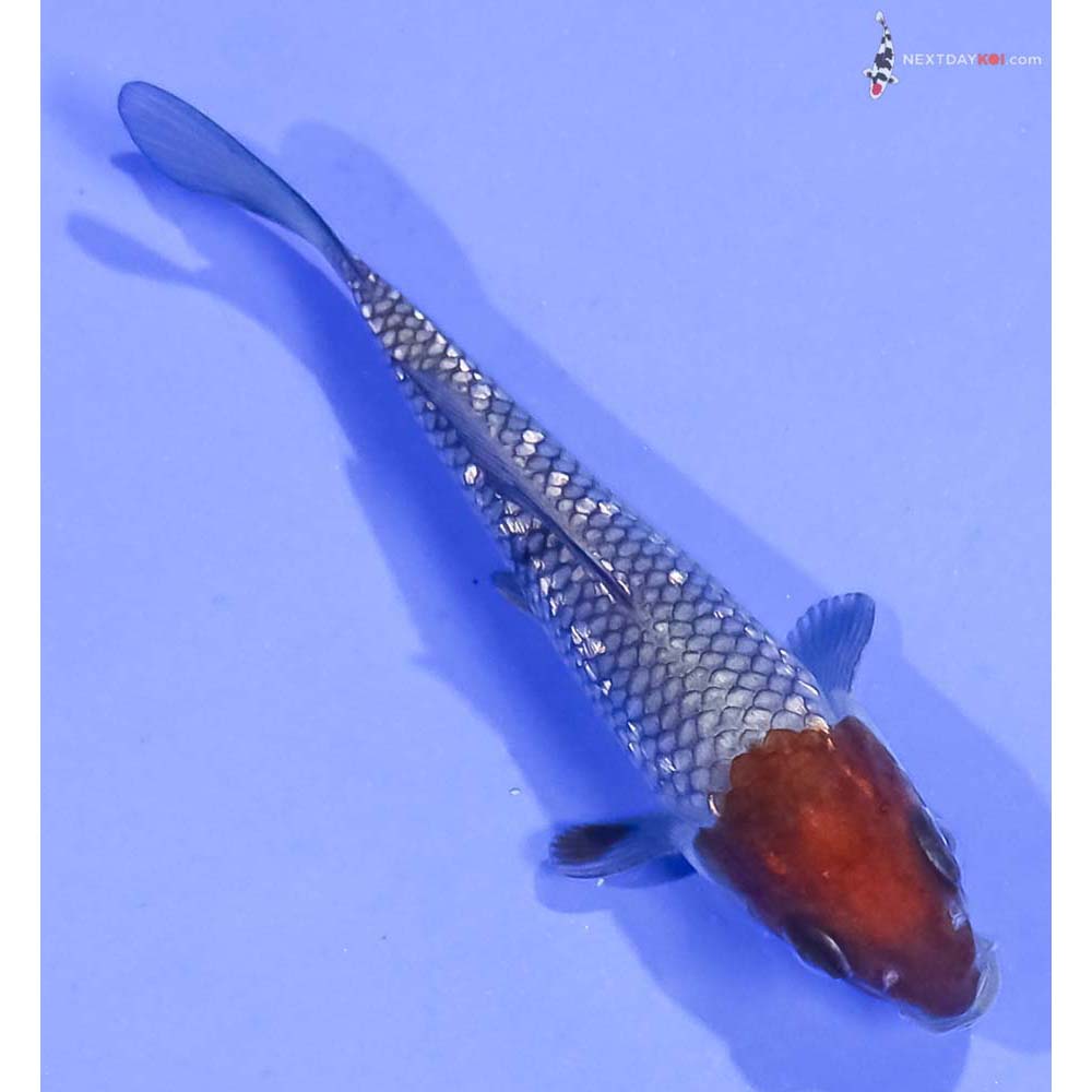 4” Imported Gin Rin Ochiba Shigure