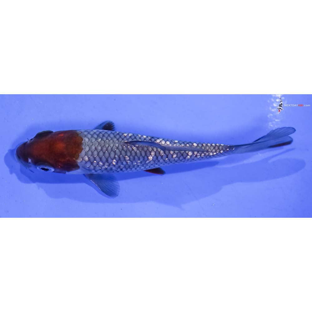 4” Imported Gin Rin Ochiba Shigure