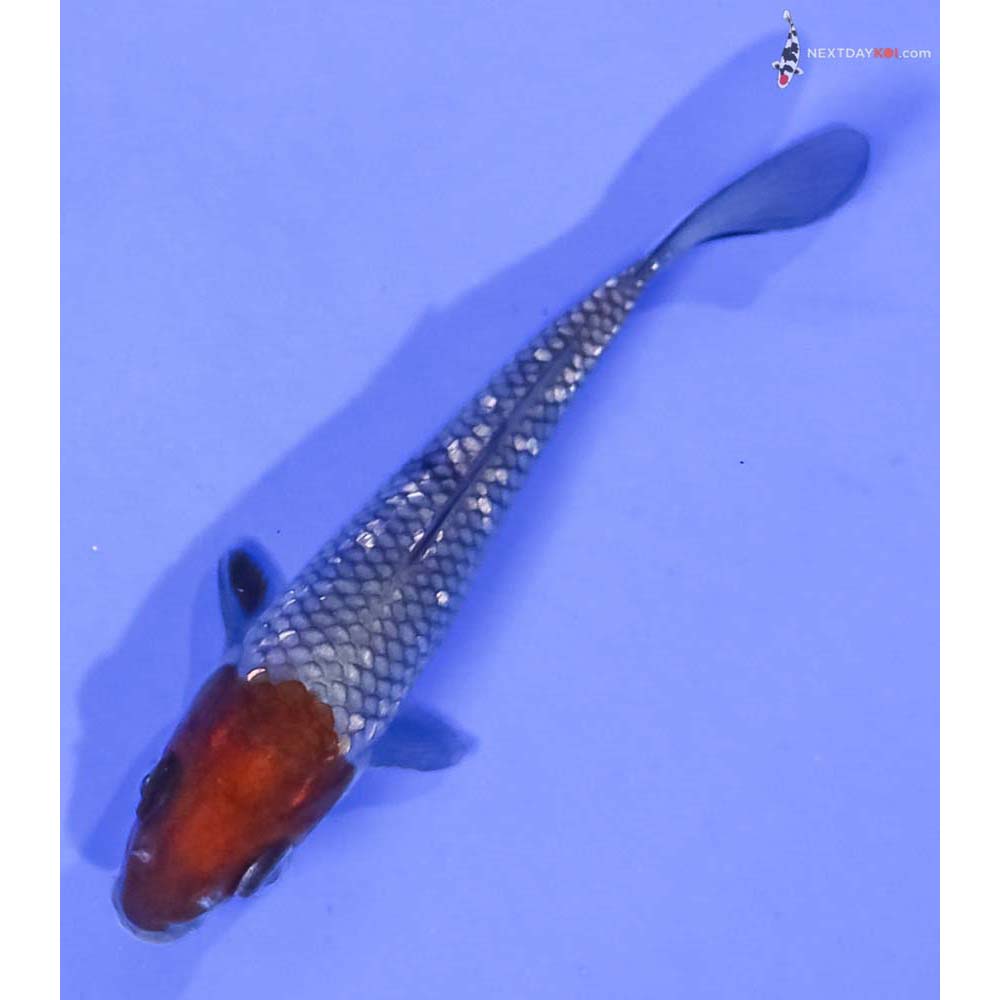 4” Imported Gin Rin Ochiba Shigure