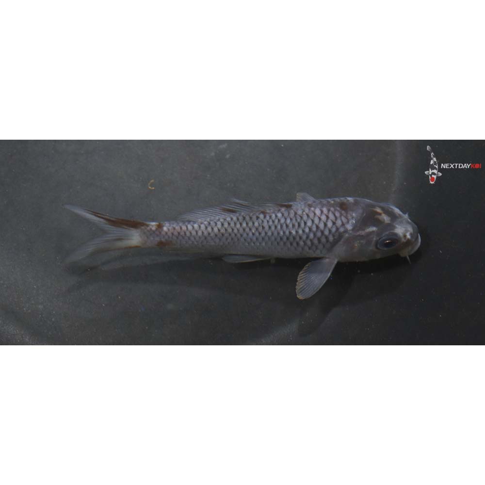 4” Imported Ochiba Shigure