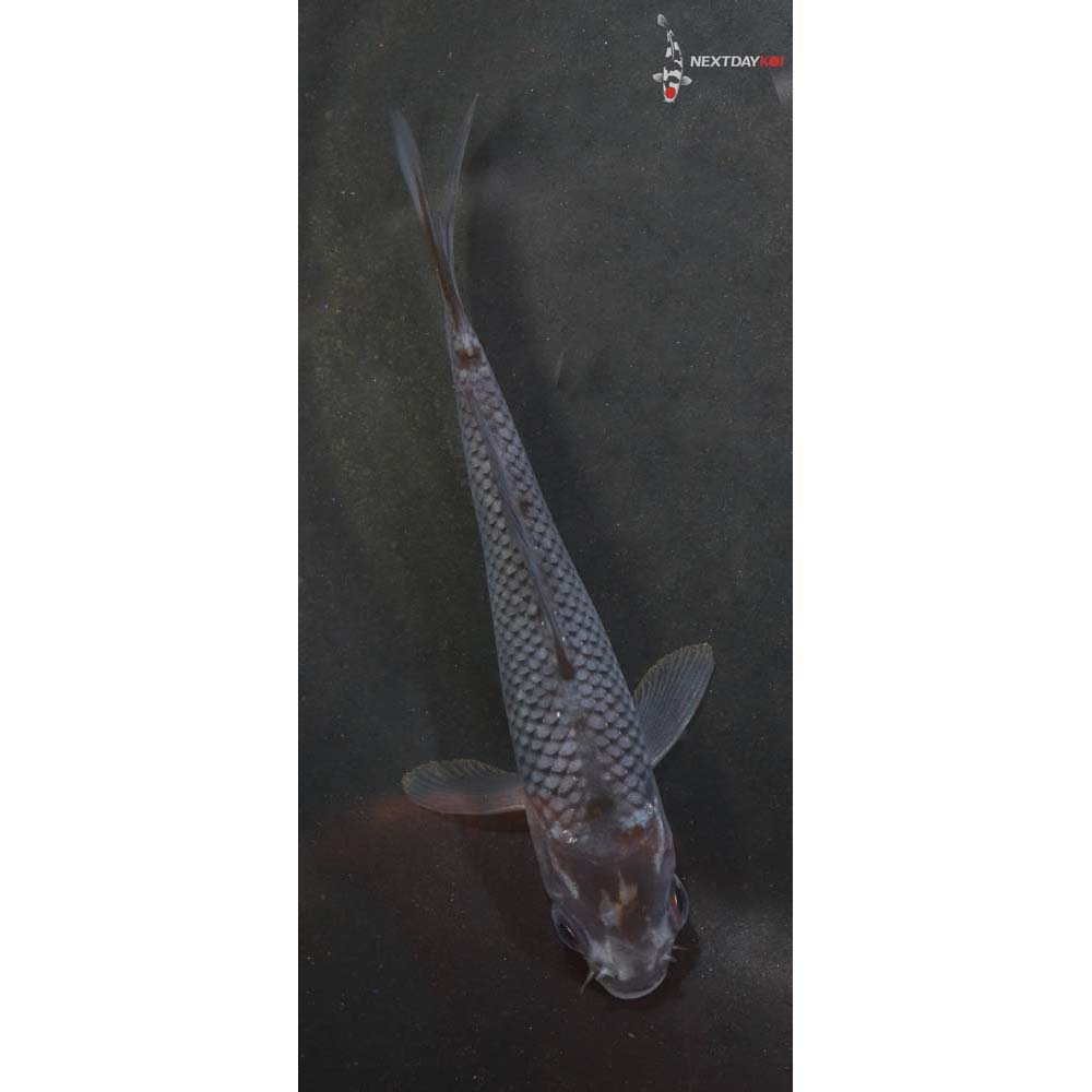 4” Imported Ochiba Shigure