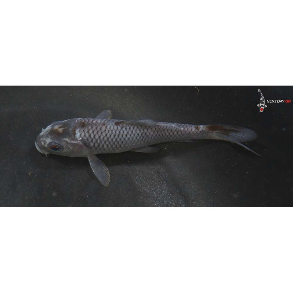 4” Imported Ochiba Shigure