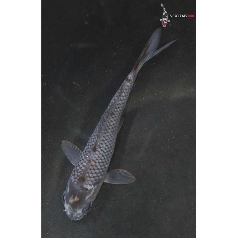 4” Imported Ochiba Shigure
