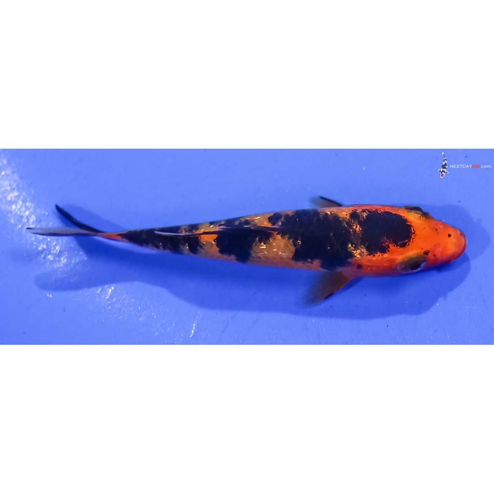 3” Imported Gin Rin Aka Bekko