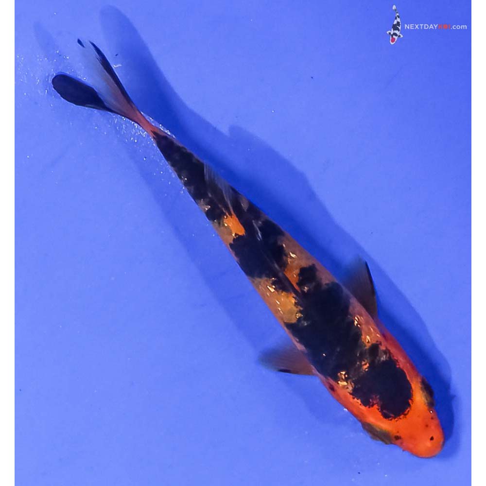 3” Imported Gin Rin Aka Bekko