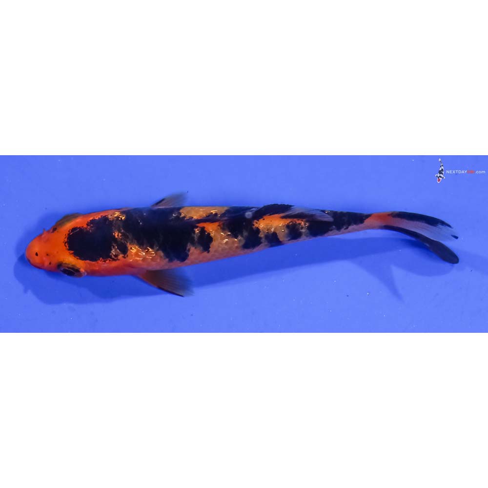 3” Imported Gin Rin Aka Bekko