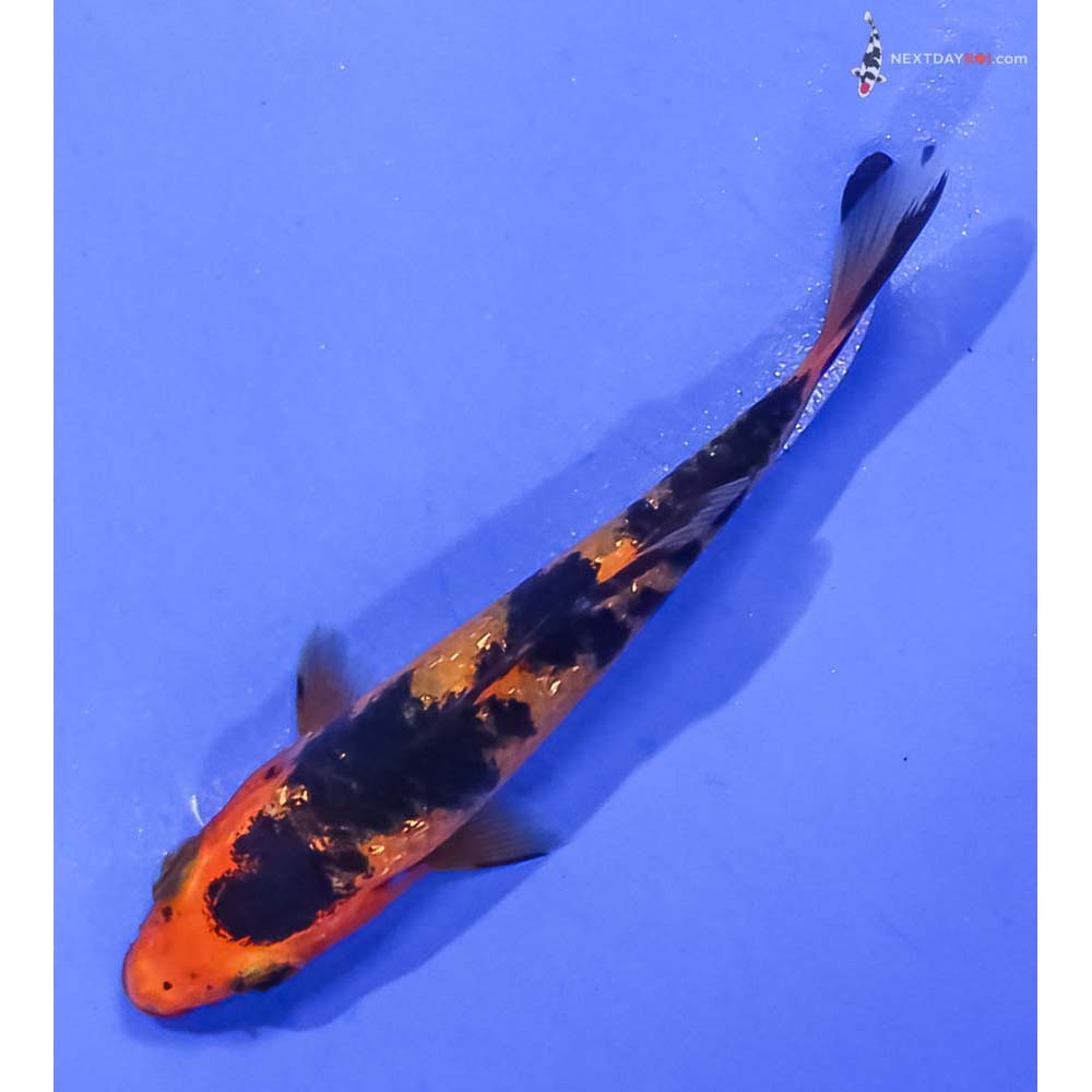 3” Imported Gin Rin Aka Bekko