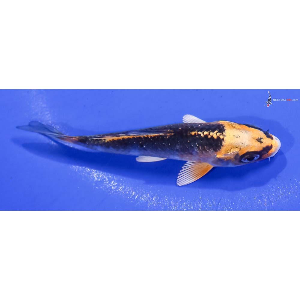 3.5” Imported Kujaku