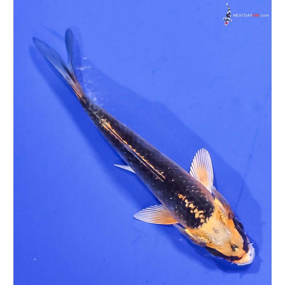 3.5” Imported Kujaku