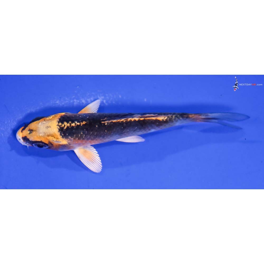 3.5” Imported Kujaku