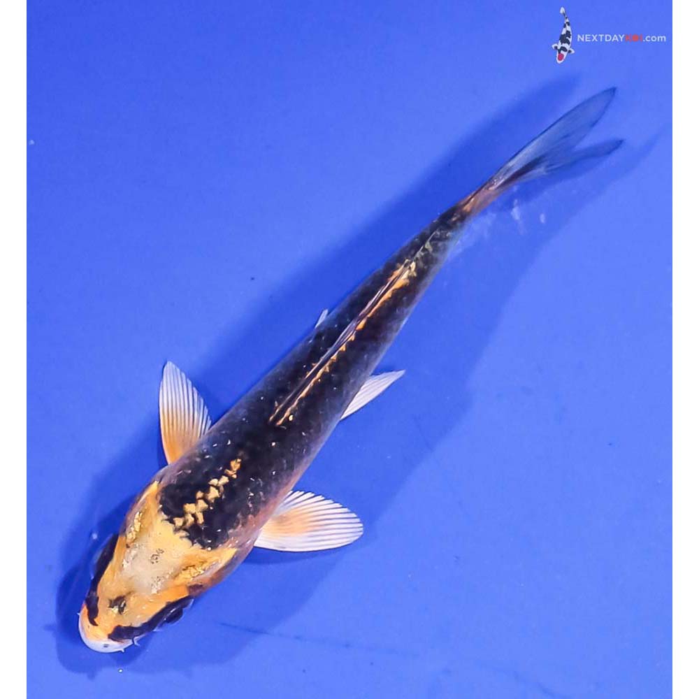 3.5” Imported Kujaku
