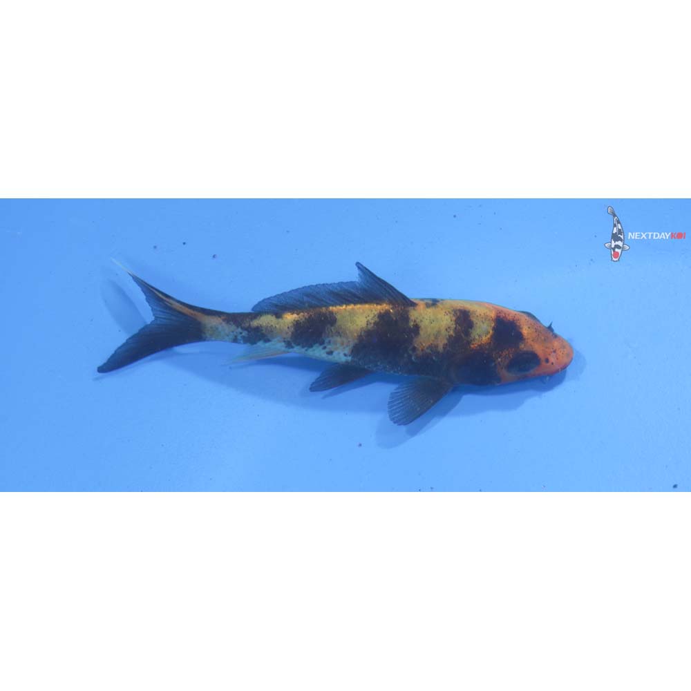 3” Imported Hi Utsuri