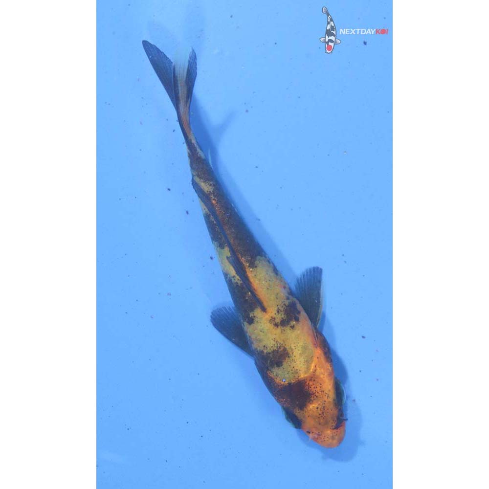 3” Imported Hi Utsuri