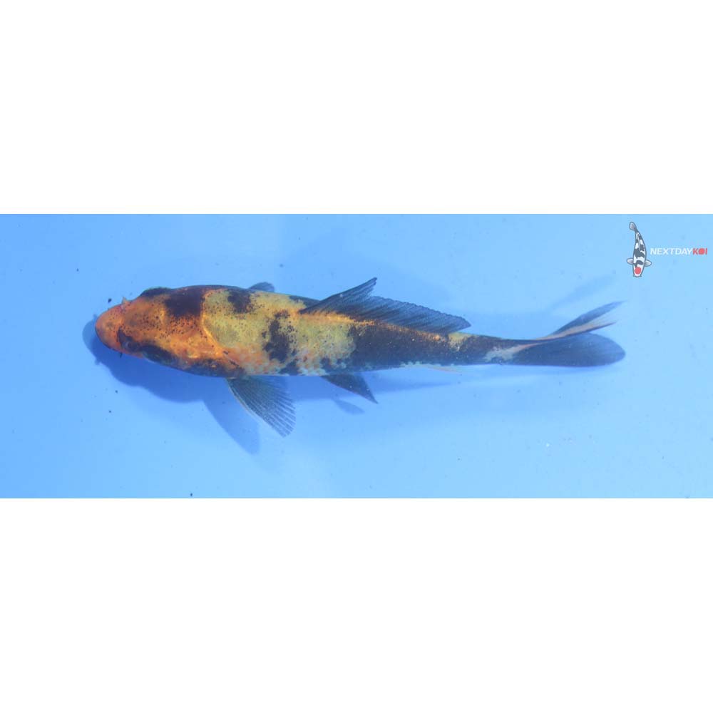 3” Imported Hi Utsuri