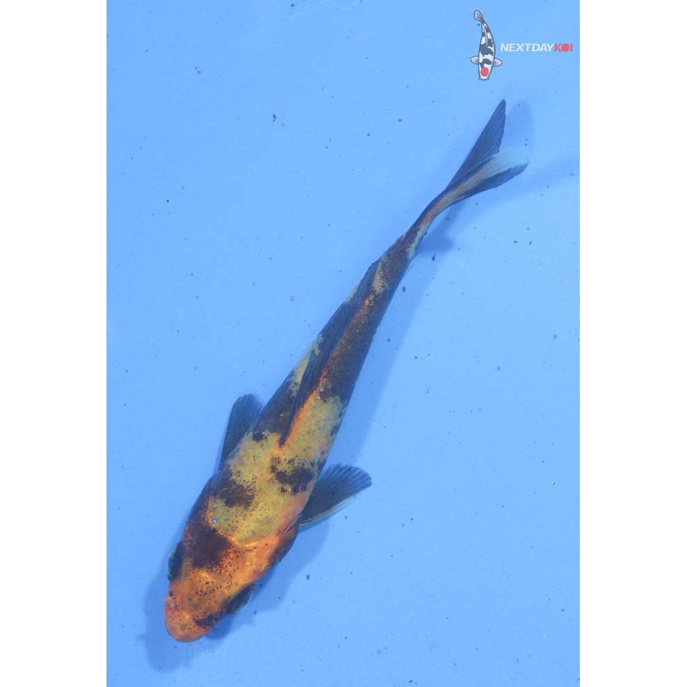 3” Imported Hi Utsuri