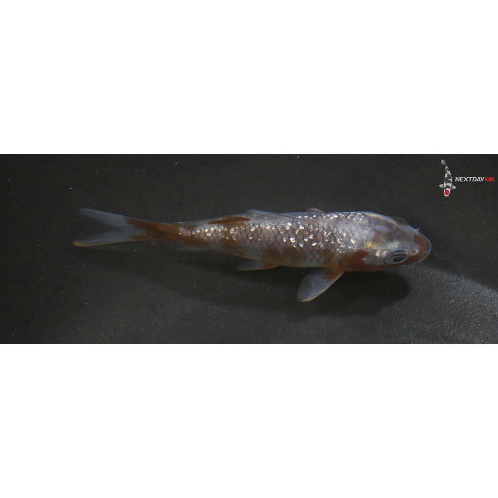 3.5” Imported Gin Rin Ochiba Shigure
